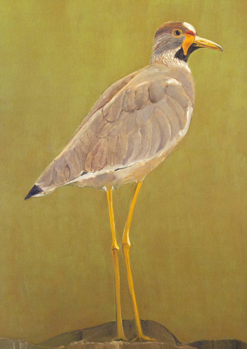 African-Wattled-Lapwing---full-apx