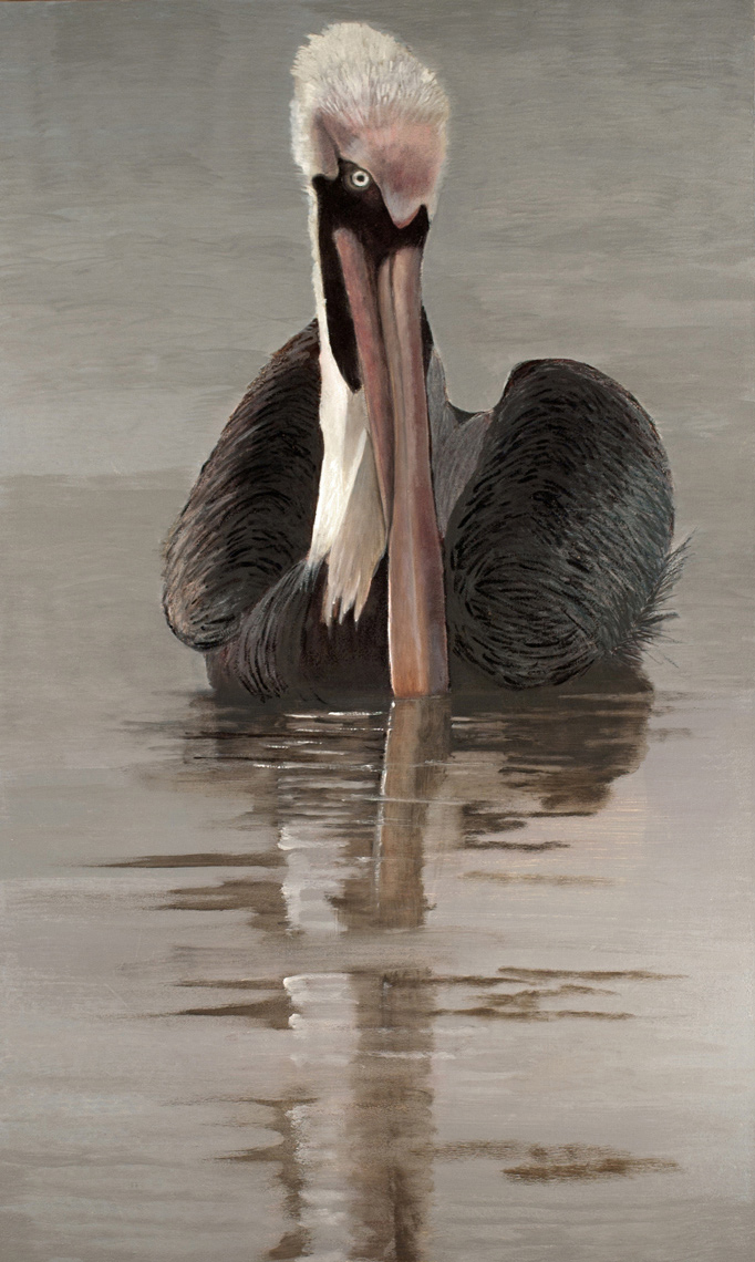 American-Brown-Pelican-full-apx