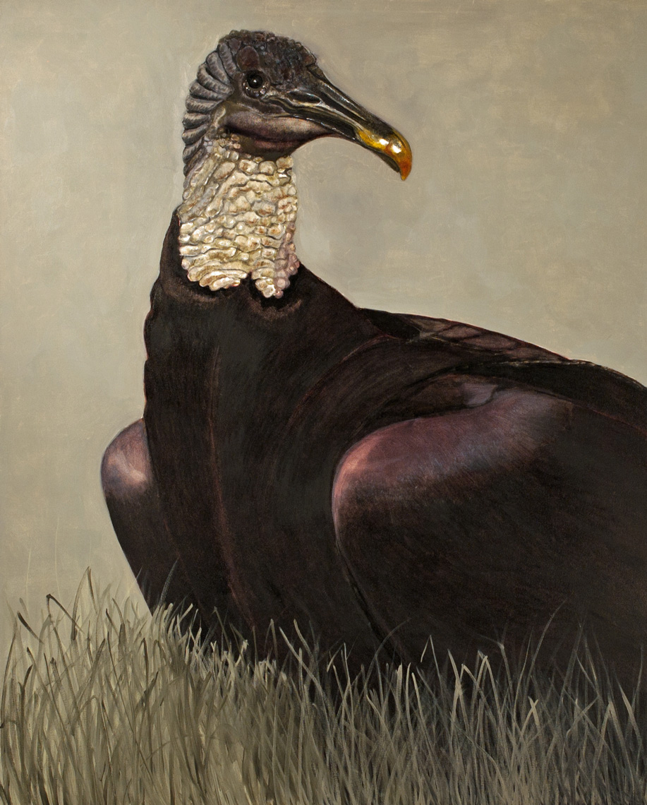 American Black Vulture 60x48 2012 - fullx