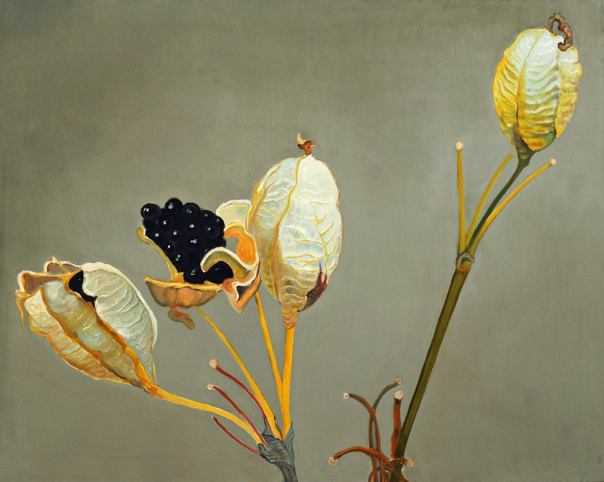 Blackberry Lily Seedpod 48x60 2013 web