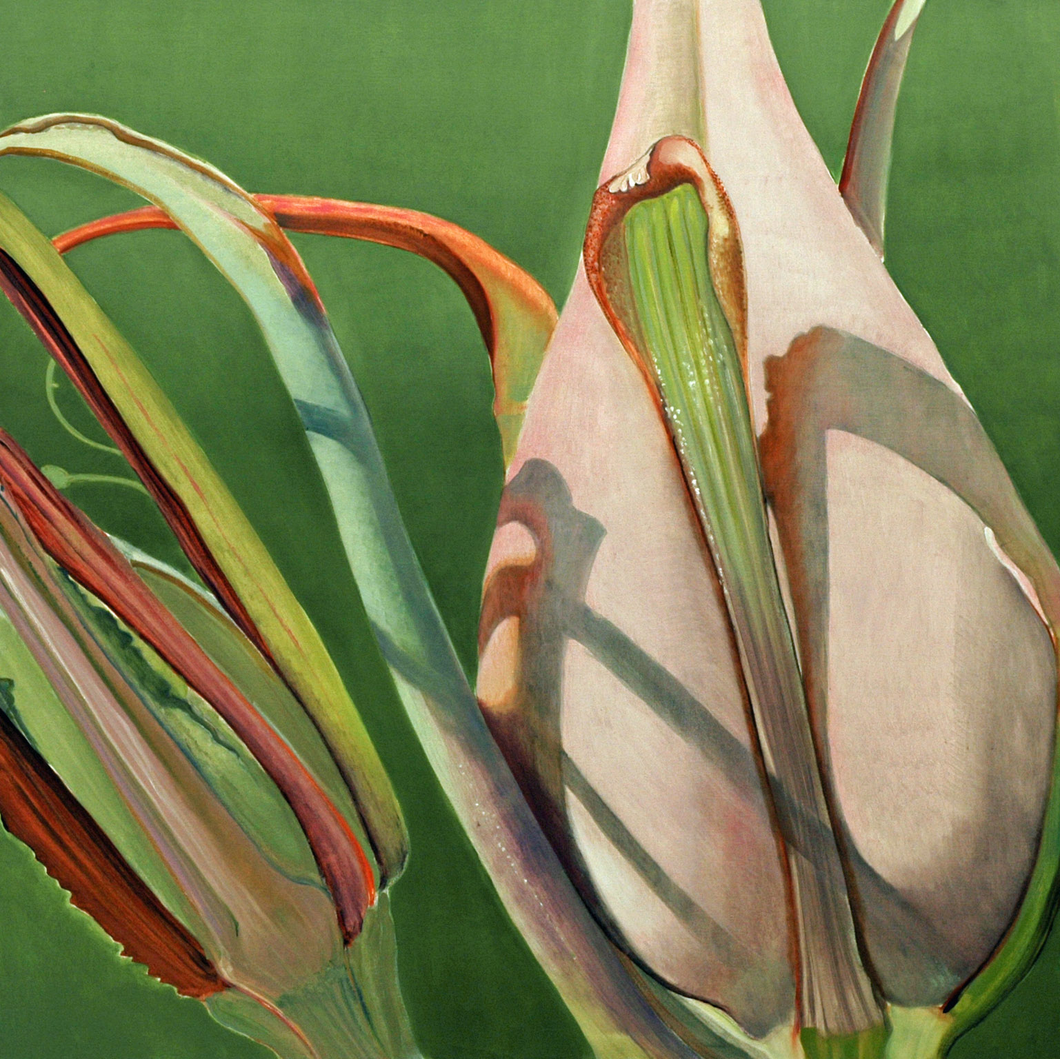 Bronze Belles Seed Pod 48x48 2013 web