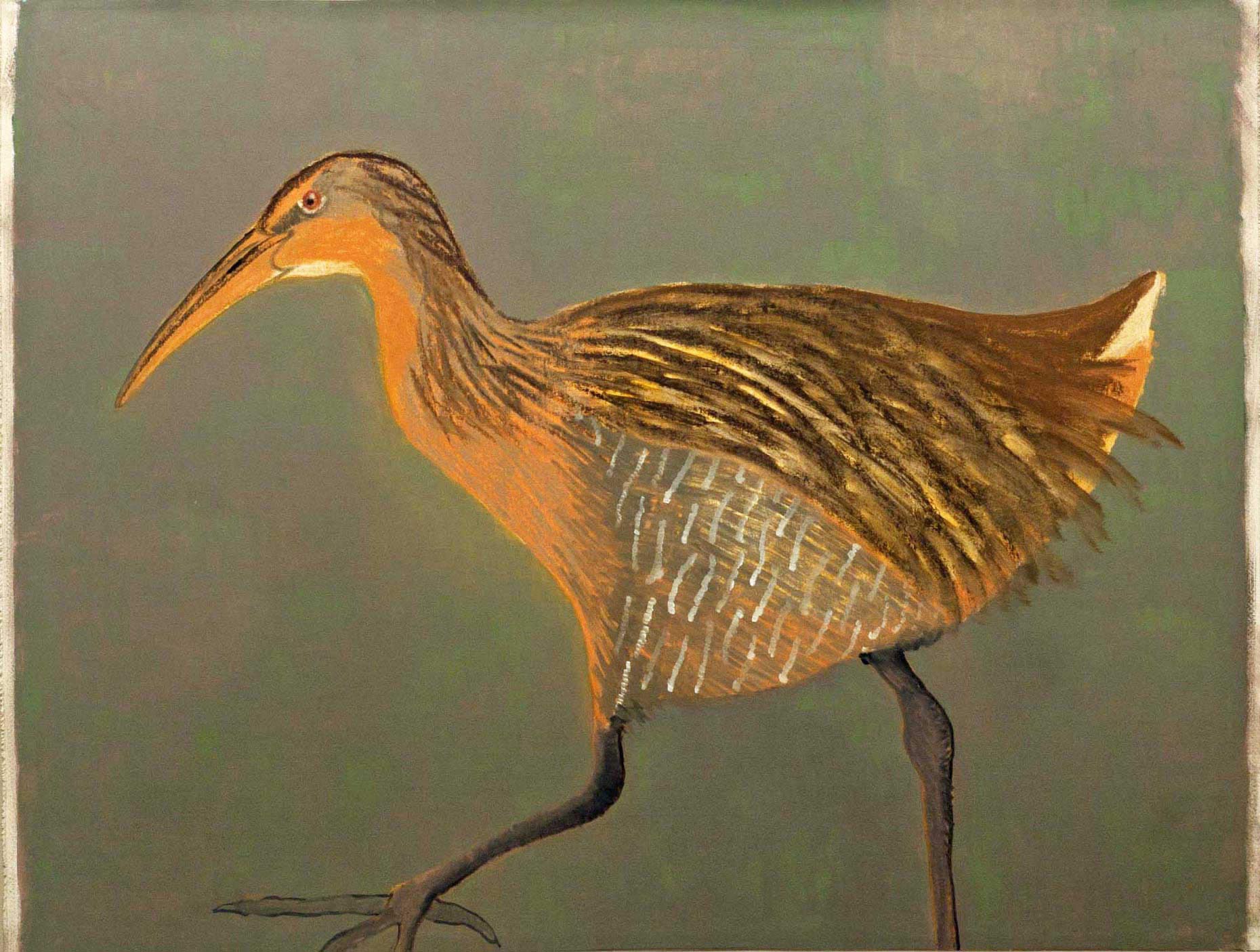 Clapper-Rail2-full-apx