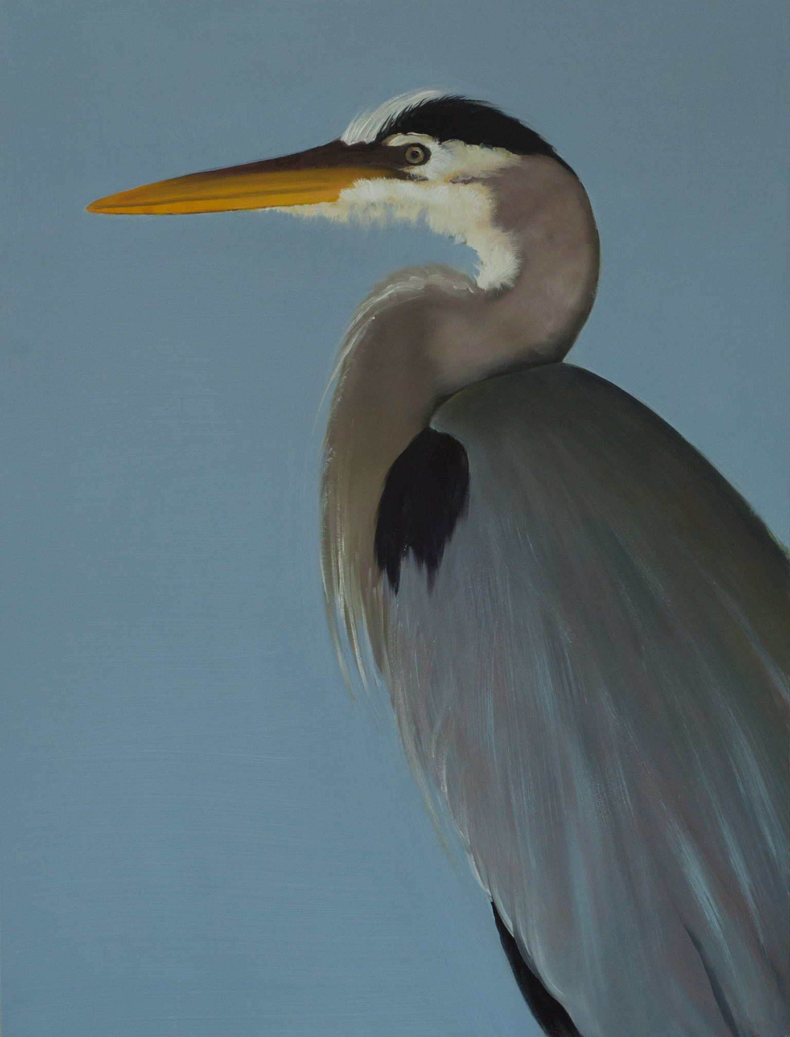 Great Blue Heron 40x30 (panel) web