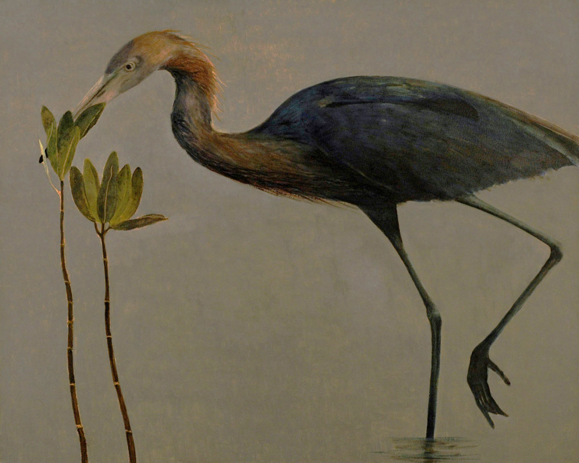 Redish-Egret2-full-apx