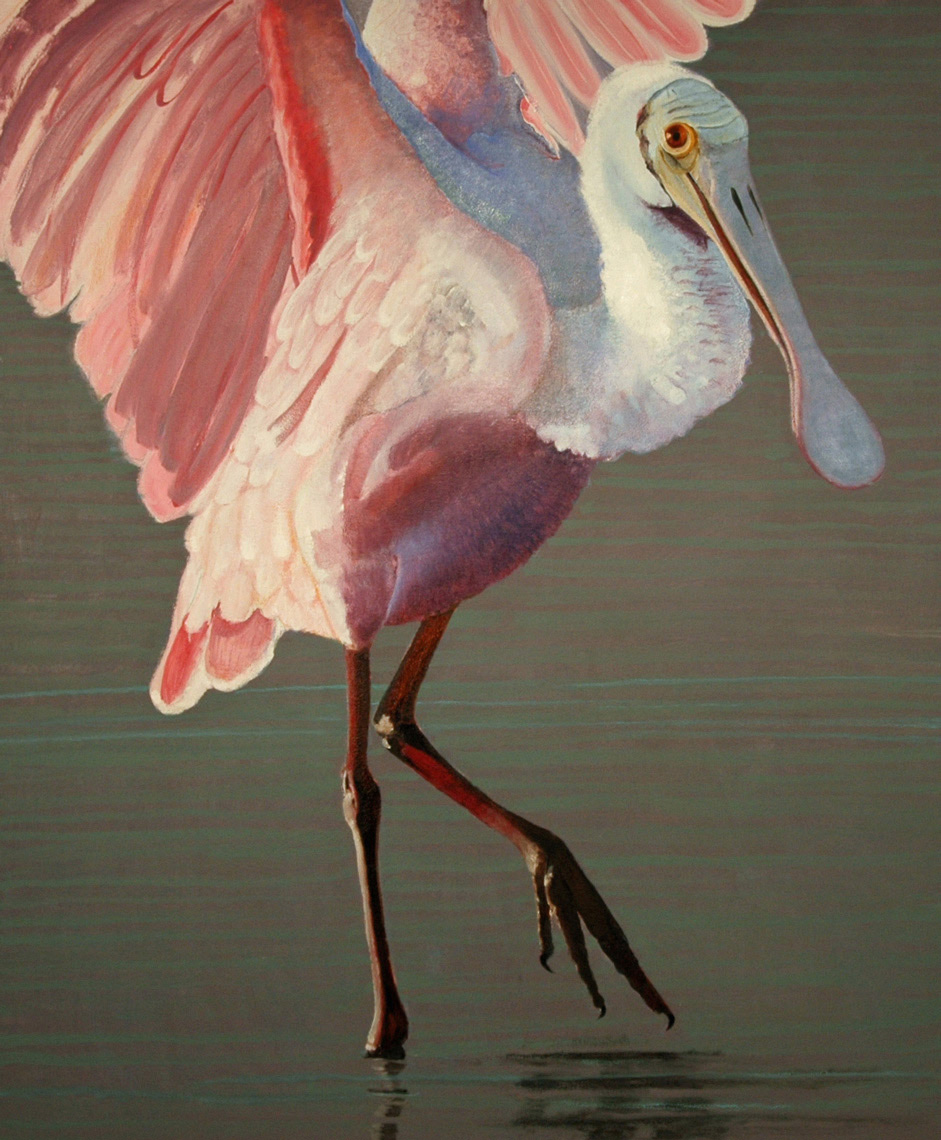 Roseate-Spoonbill3-full-apx