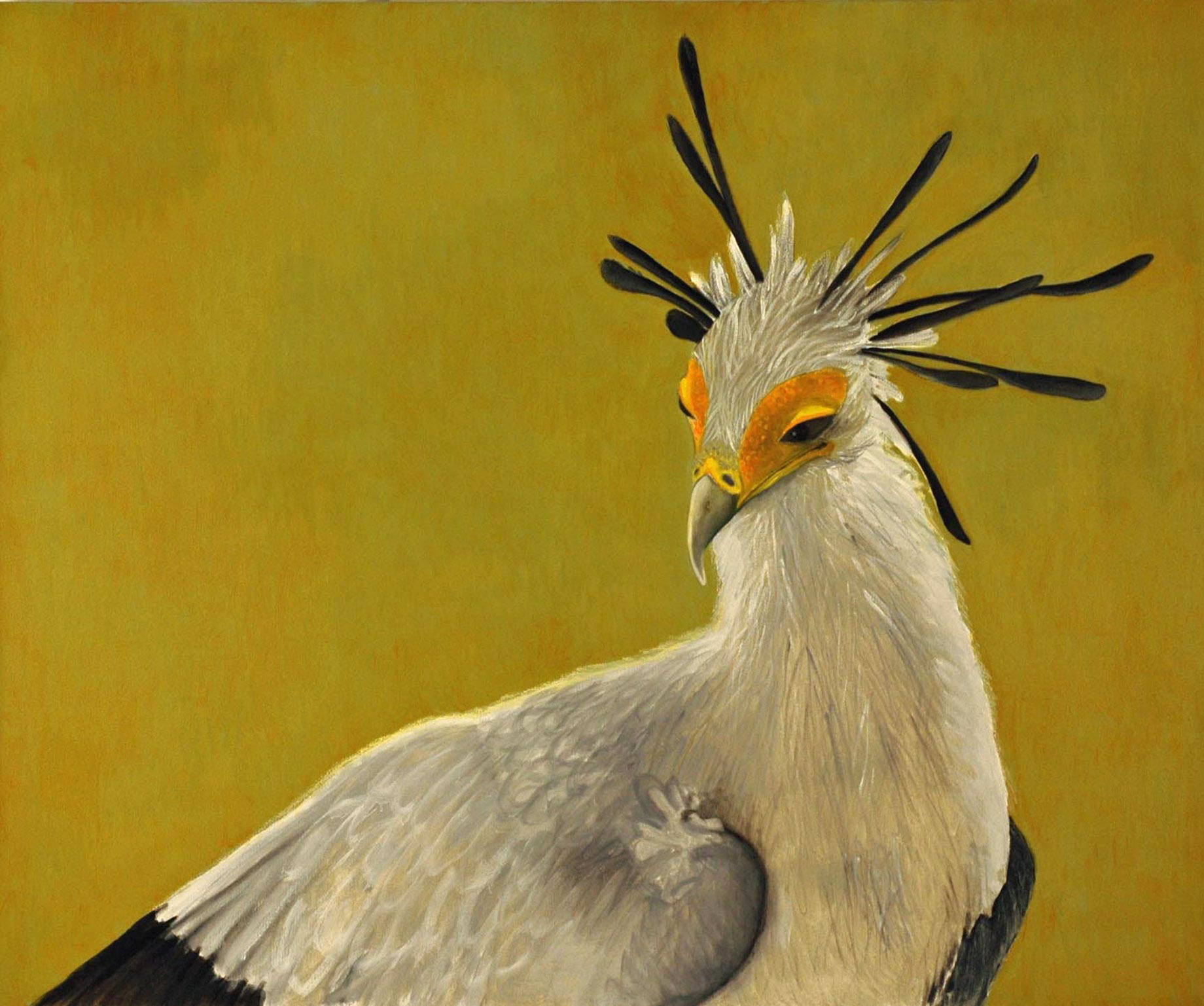 Secretary-Bird-50-x-60-2011