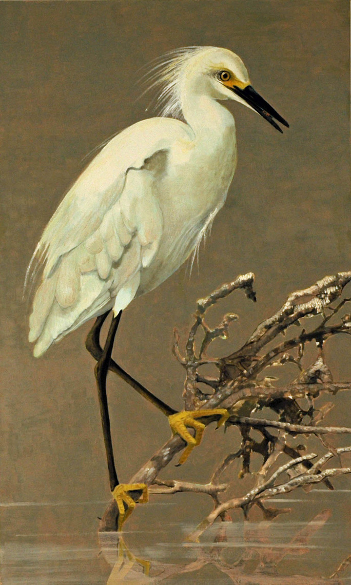 Snowy-Egret-full-apx