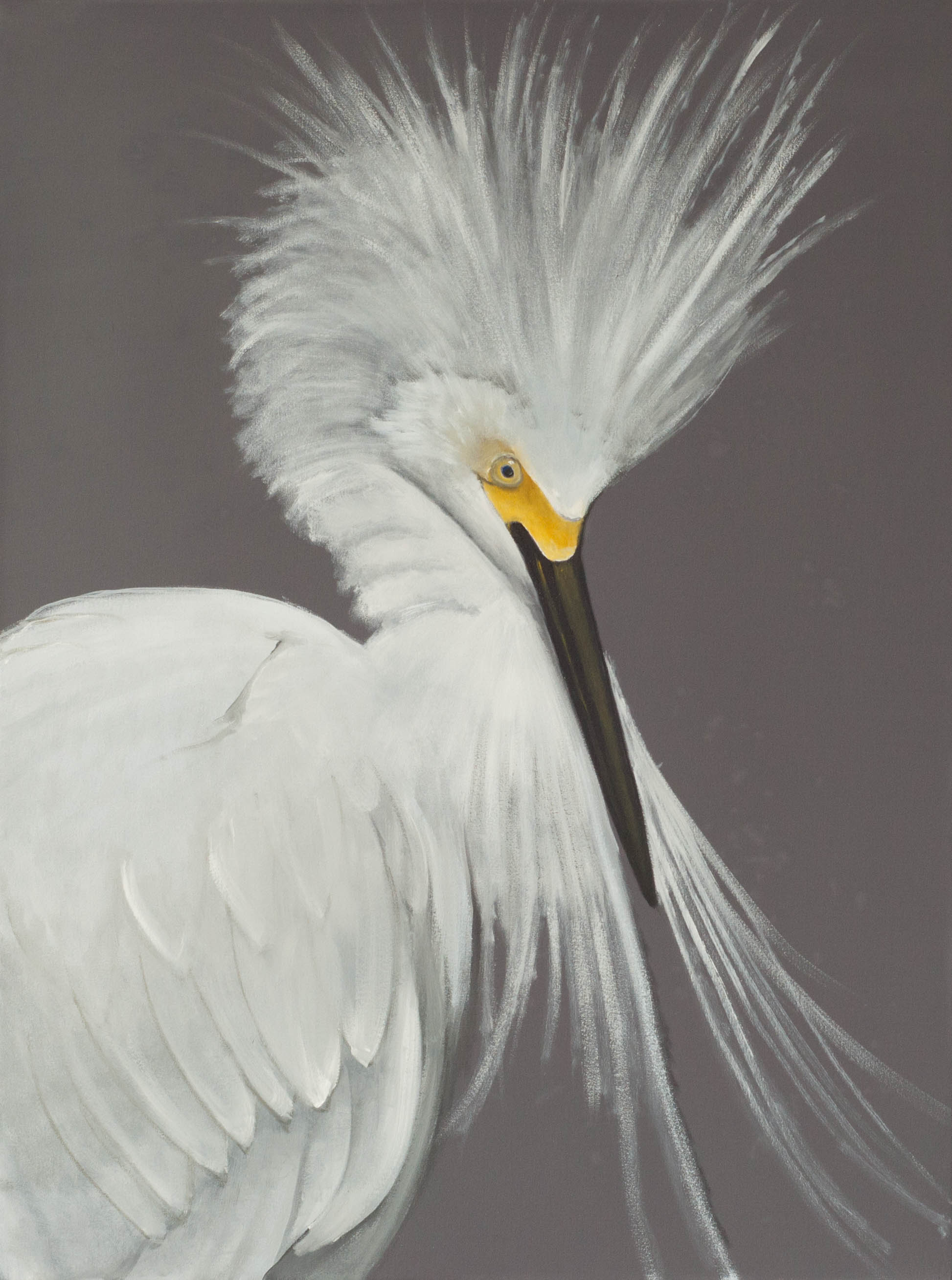 SnowyEgret248x3620173