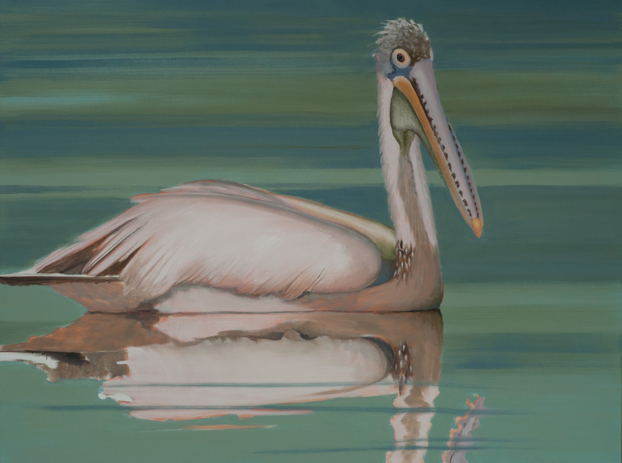 Spot-billed Pelican Beira Lake 1 36x48 web