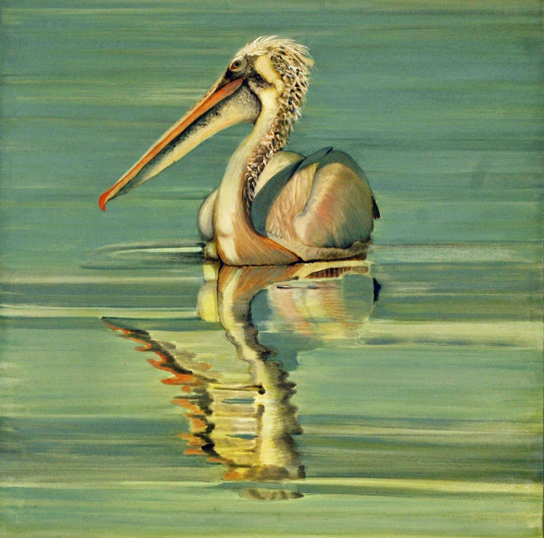 Spot-billed-Pelican1-full-apx