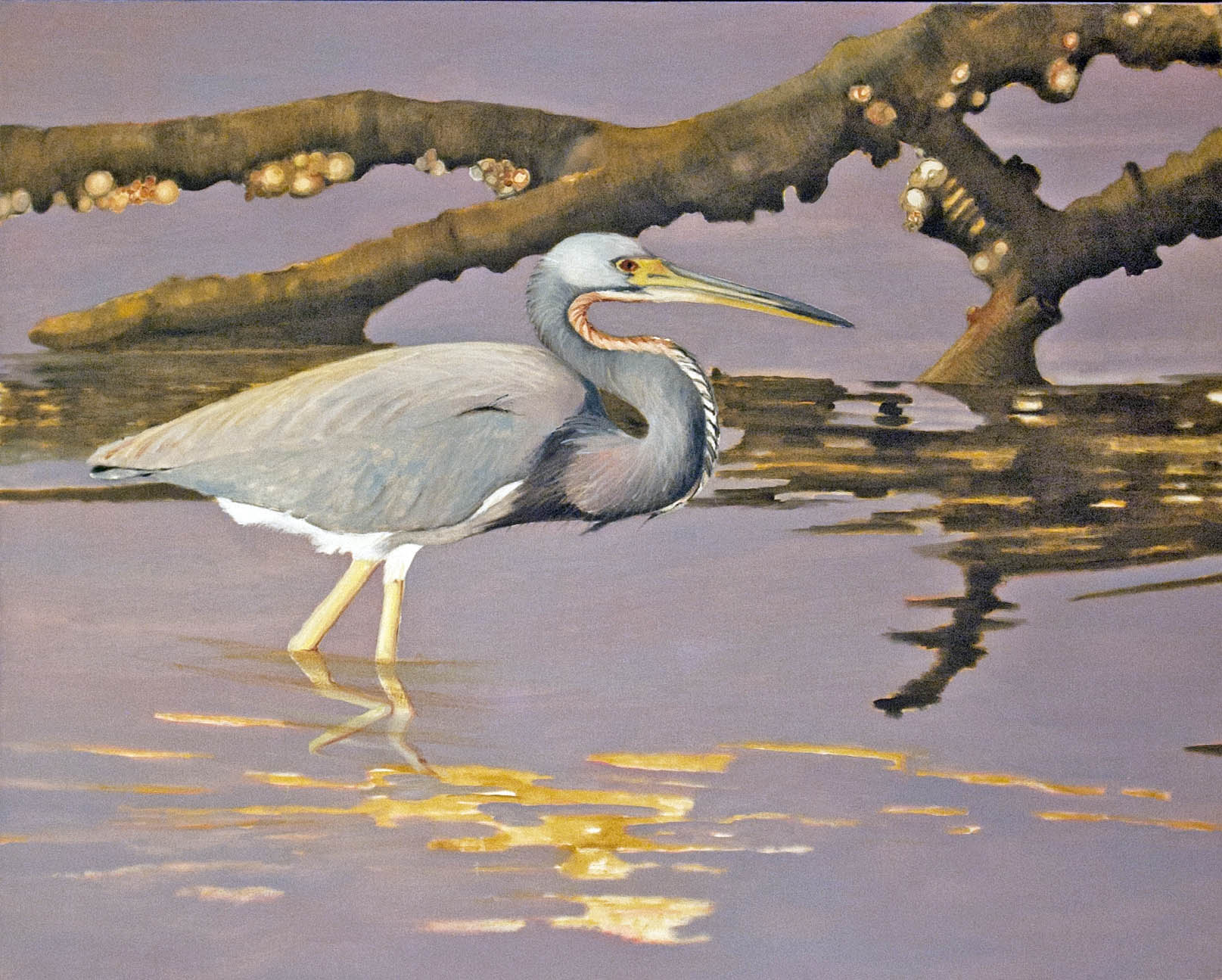 TricoloredHeron148x602007