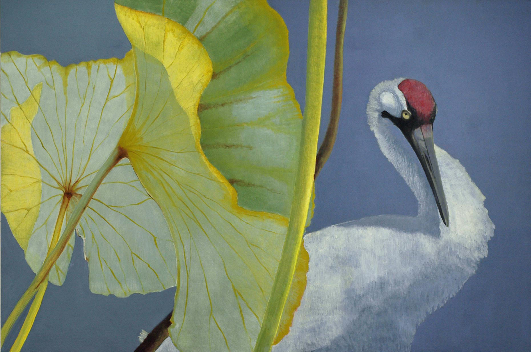 Whooping-Crane-&-Waterlily-full-apx