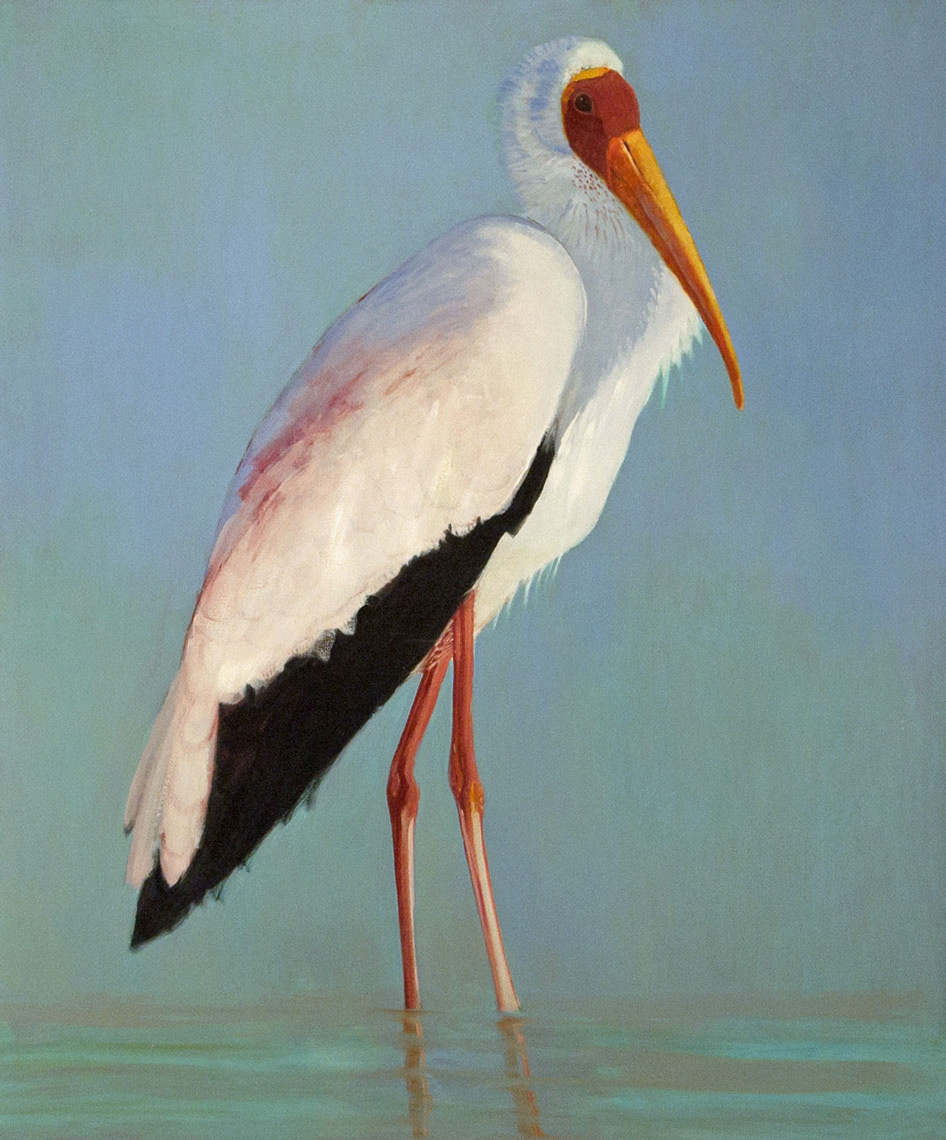 Yellowbilled-Stork-60-x-50-2005-full-apx
